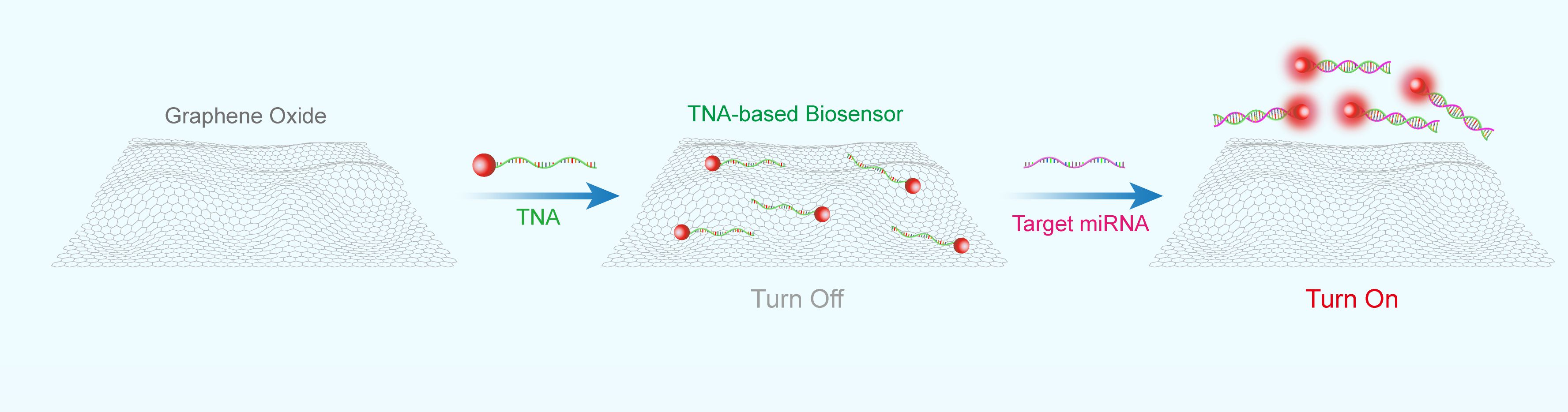 TNA-based Probes for miRNA Detection